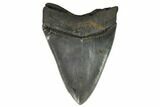 Serrated, Fossil Megalodon Tooth #124553-2